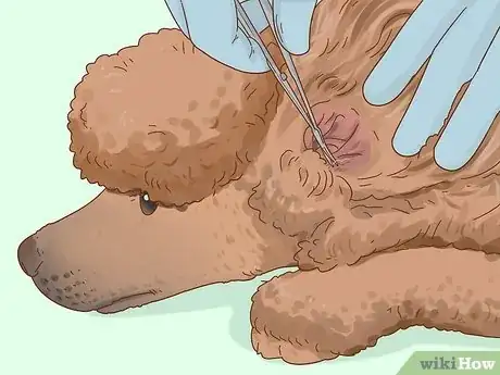 Image titled Clean Poodle Ears Step 9