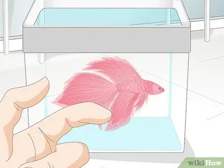 Image titled Pick a Betta Fish Step 5