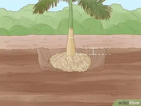 Image titled Plant a Palm Tree Step 8