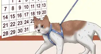 Leash Train a Cat