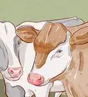 Treat and Prevent Bloat in Cattle