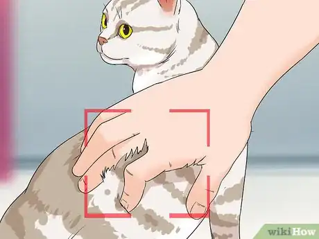 Image titled Identify an American Shorthair Cat Step 5