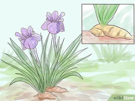 Image titled Grow Iris Step 10