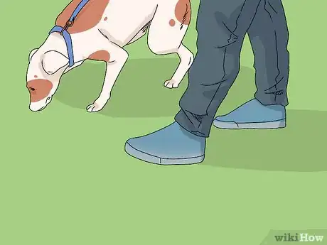 Image titled Build a Dog's Muscles Step 10