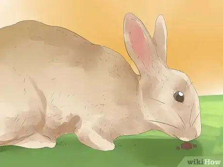 Image titled Understand Your Rabbit Step 11