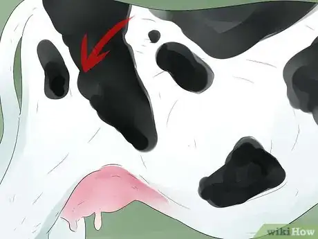 Image titled Tell if a Cow or Heifer Is About to Give Birth Step 10