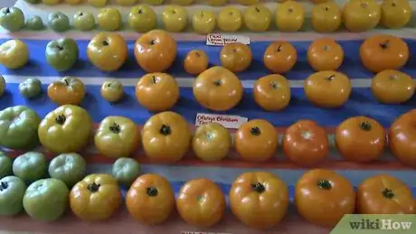 Image titled Grow Tomatoes in a Greenhouse Step 2