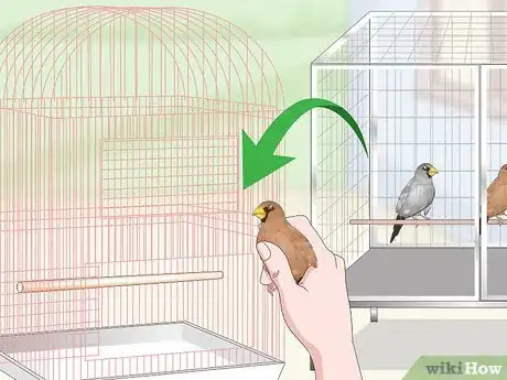 Image titled Bond with Pet Finches Step 10