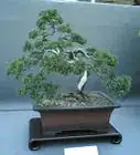 Draw a Bonsai Tree