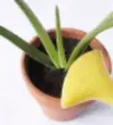 Plant Aloe Vera