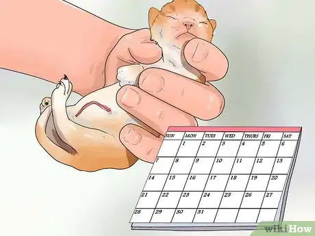 Image titled Take Care of Premature Newborn Kittens Step 3