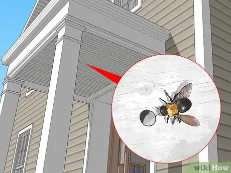 Image titled Identify Carpenter Bees Step 9