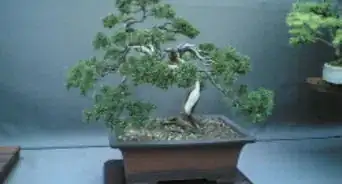 Draw a Bonsai Tree