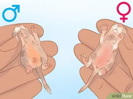 Image titled Breed Gerbils Step 12