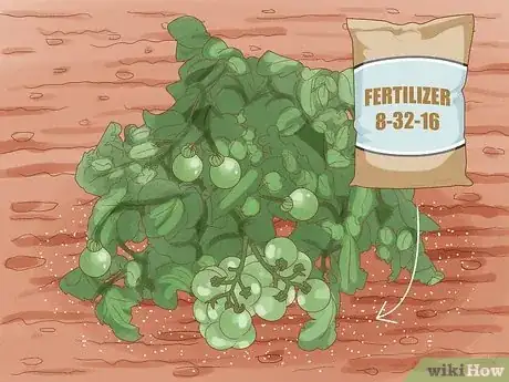 Image titled Fertilize Tomatoes Often Enough Step 5