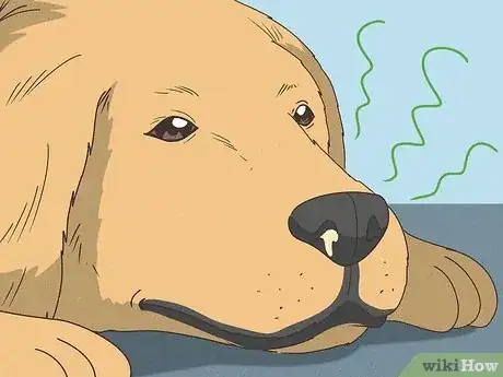 Image titled Tell if Your Dog Is Having a Medical Emergency Step 10