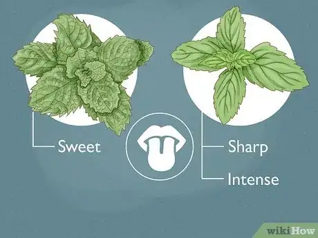 Image titled Spearmint vs Peppermint Step 2