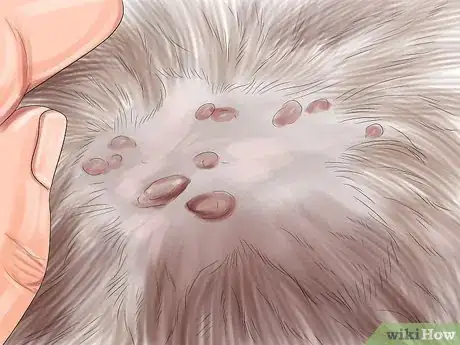 Image titled Identify Lumps on Your Cat Step 9