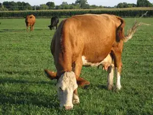 Image titled Cow eating grass