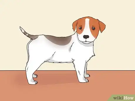 Image titled Choose a Jack Russell Puppy Step 4