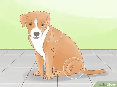 Image titled Tell How Big a Mixed Puppy Will Get Step 7