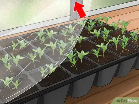 Image titled Grow Milkweed Step 10