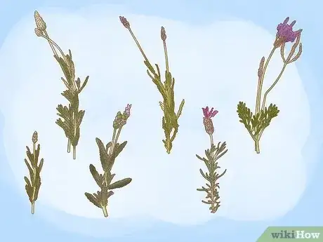 Image titled Plant Lavender in Pots Step 1