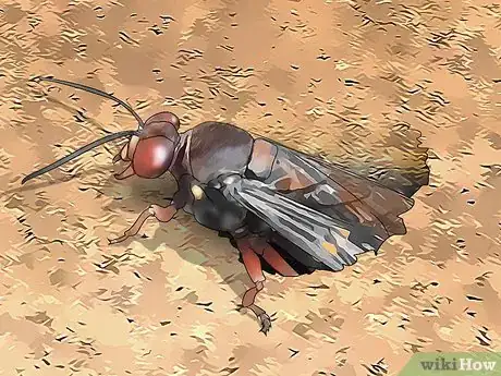 Image titled Get Rid of Ground Digger Wasps (Cicada Killers) from Your Lawn Step 10