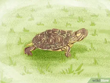 Image titled Catch a Turtle Step 7