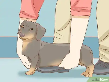 Image titled Take Care of a Dachshund Step 3