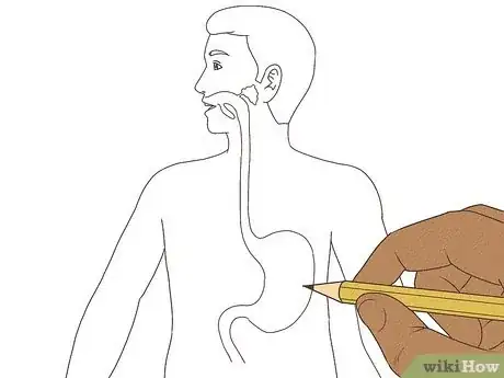 Image titled Draw a Model of the Digestive System Step 4