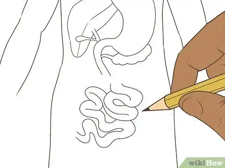 Image titled Draw a Model of the Digestive System Step 8