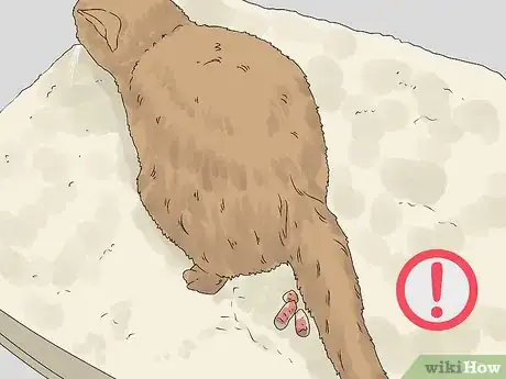 Image titled Treat a Cat with Bloody Diarrhea Step 7