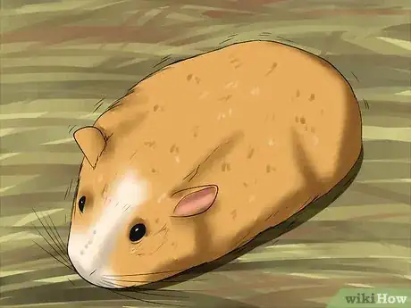 Image titled Diagnose Heatstroke in Guinea Pigs Step 7