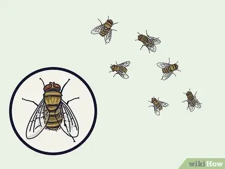 Image titled Get Rid of Cluster Flies Step 1