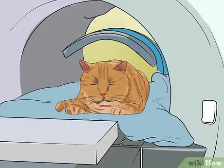 Image titled Treat Feline Cancer Step 5