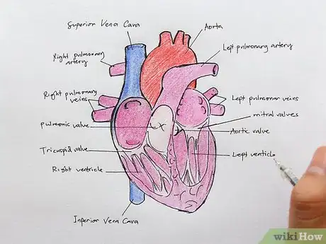 Image titled Draw the Internal Structure of the Heart Step 16