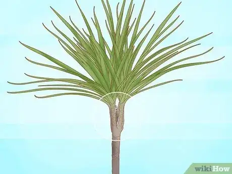 Image titled Prune Dracaena Step 7