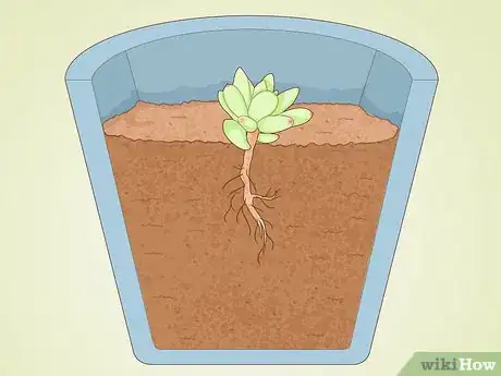 Image titled Propagate Succulent Plant Cuttings Step 15