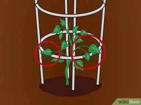 Image titled Cage Tomatoes Step 10