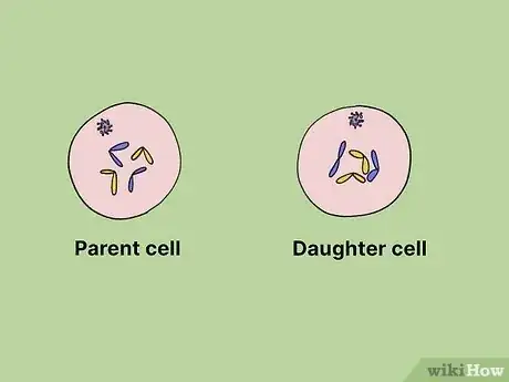 Image titled What Is the Longest Phase of the Cell Cycle Step 14