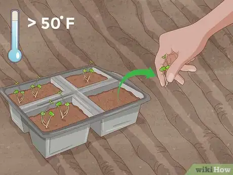 Image titled Grow Herbs Step 10