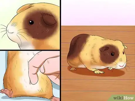 Image titled Buy a Guinea Pig Step 11