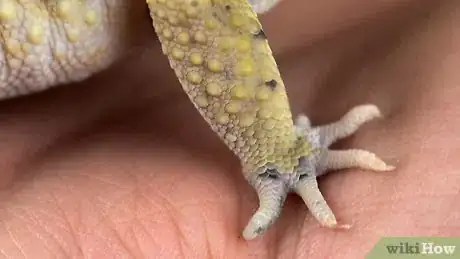 Image titled Care for a Leopard Gecko Step 19