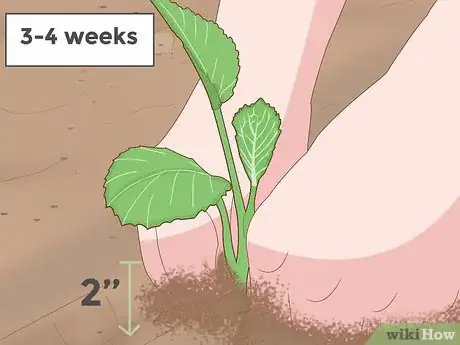 Image titled Grow a Cabbage Step 4