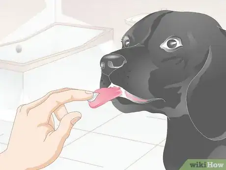 Image titled Clean Your Dog's Teeth Step 7