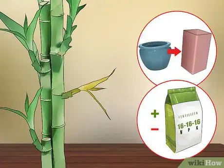 Image titled Care for an Indoor Bamboo Plant Step 13