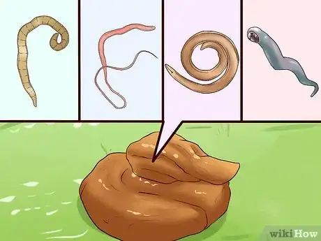 Image titled Identify Different Dog Worms Step 9