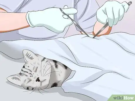 Image titled Keep a Cat Safe Outside Step 11