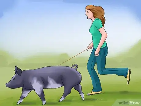 Image titled Show Your Pigs Step 3